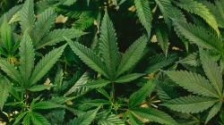 Hanf (Cannabis) / Jeff W / / Unsplash (CC0)